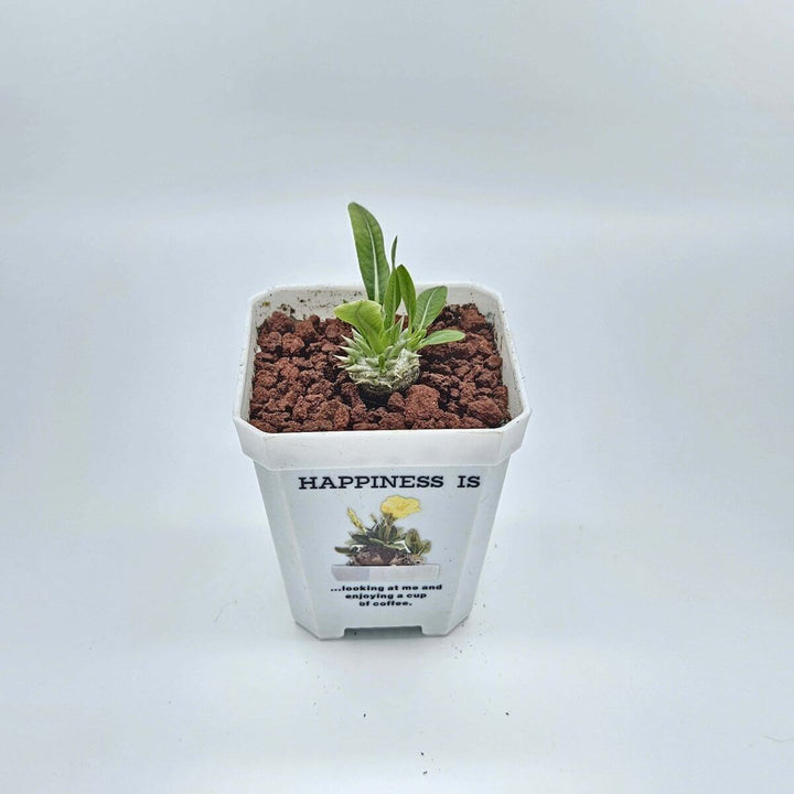 惠比須笑 | 惠比大黑| 塊根植物| 多肉植物| 實生 | 多肉 塊根 | 創意禮物| Caudex - Quality Life Coffee
